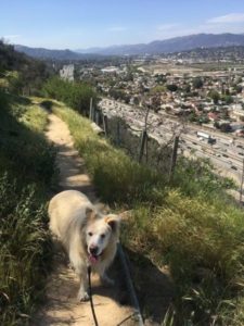 The 5 Freeway Hike, Elysian Park